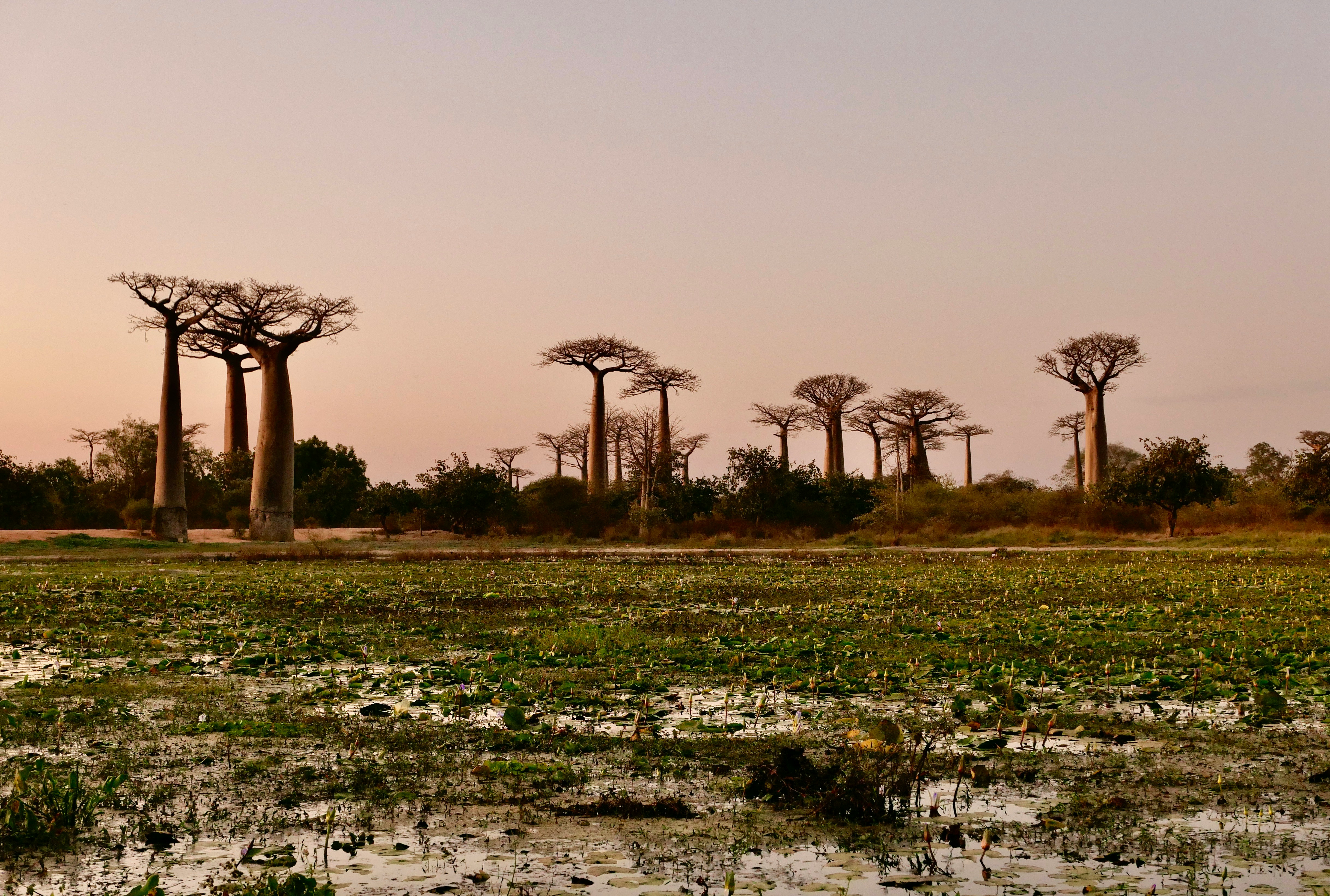 A forest with towering baobab trees