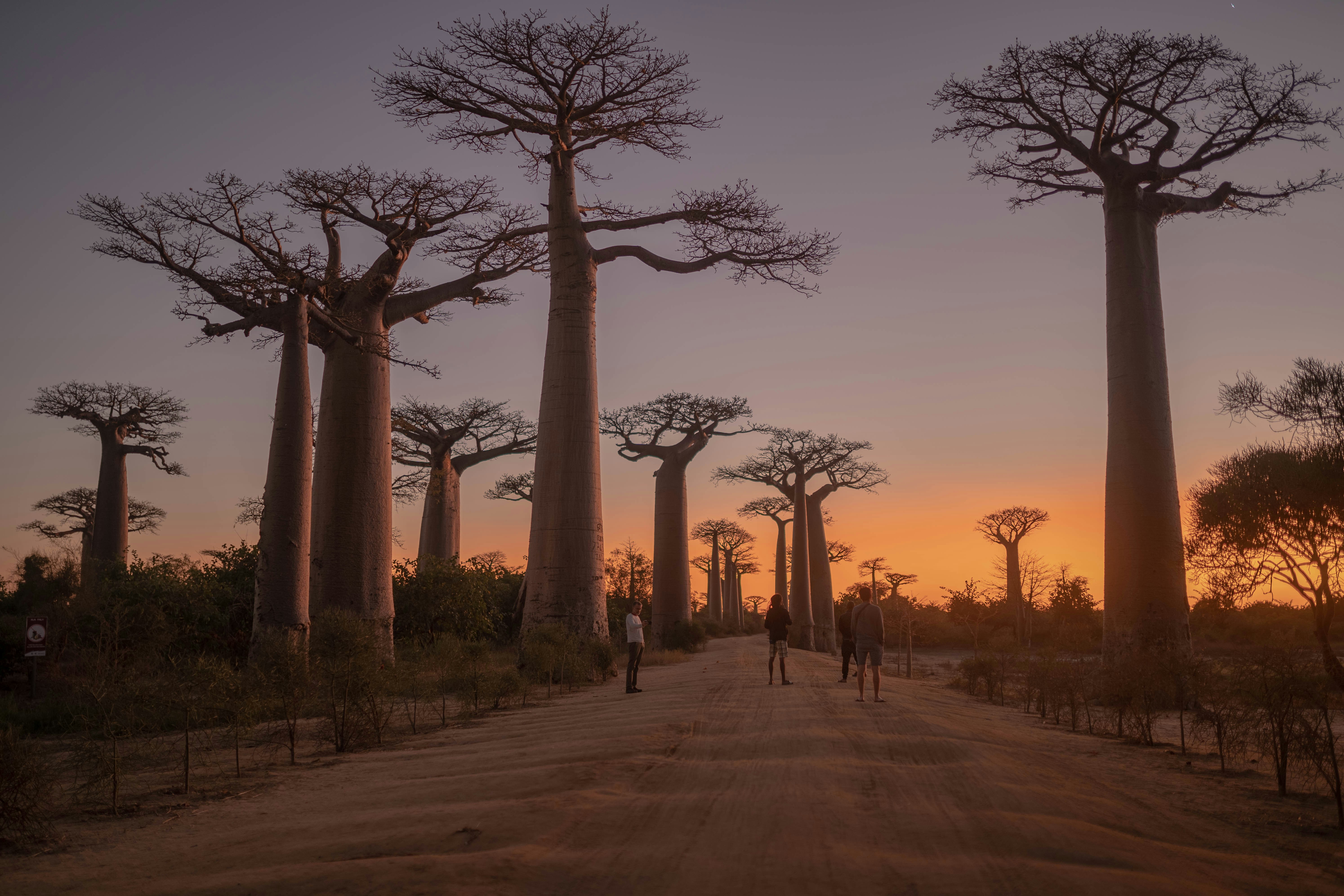 A forest with towering baobab trees