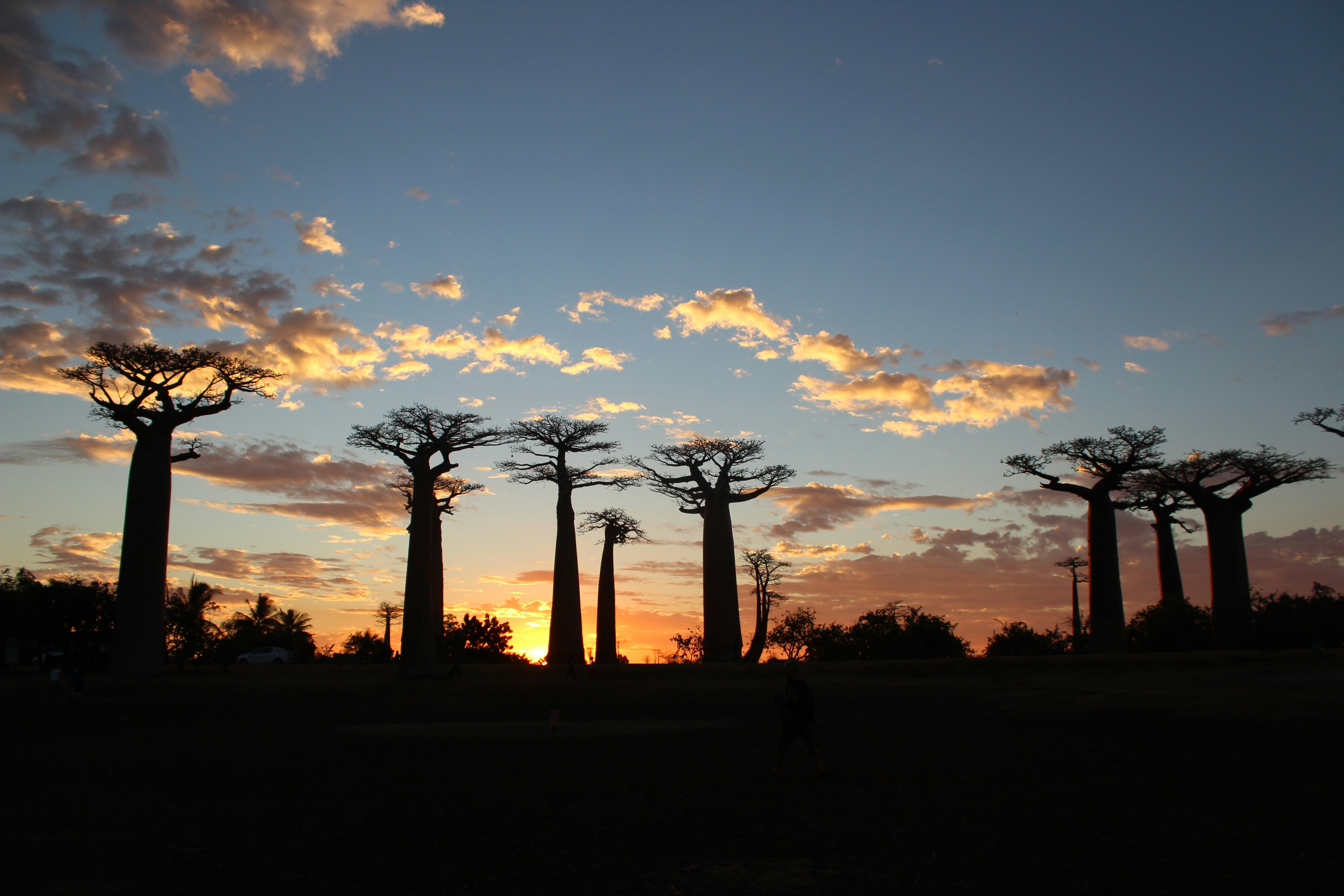 A forest with towering baobab trees