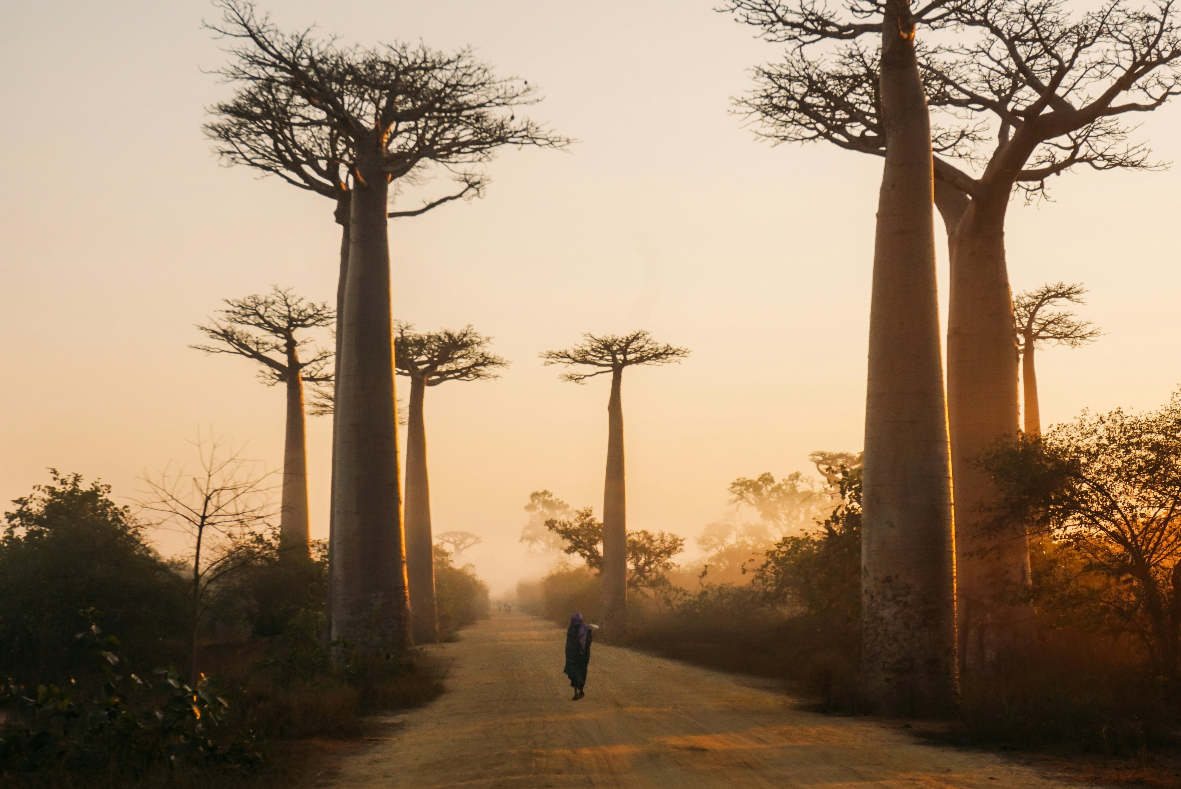 A forest with towering baobab trees